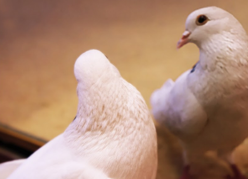 Свидетельство об исцелении голубя Ливана